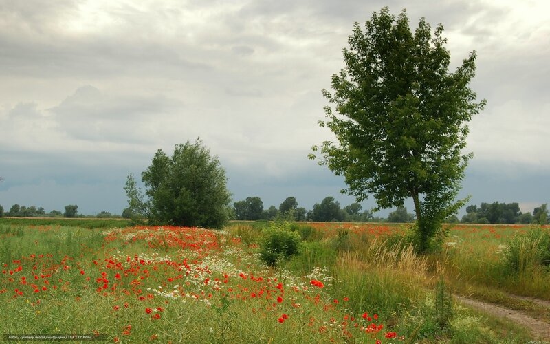 Poppy field under cloudy sky