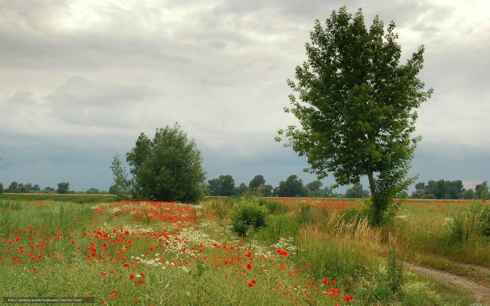 Poppy field under cloudy sky
