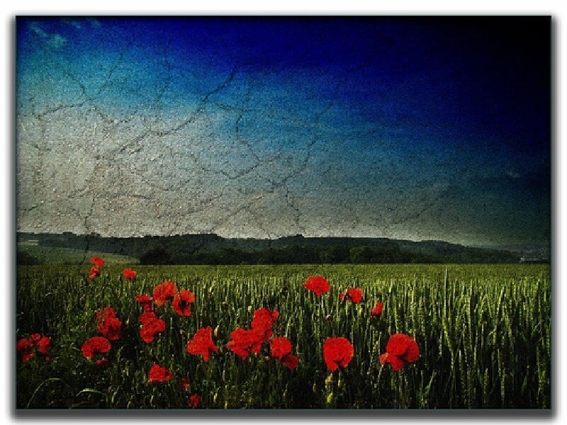 Poppy field under cracked sky
