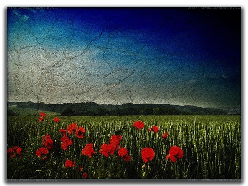 Poppy field under cracked sky