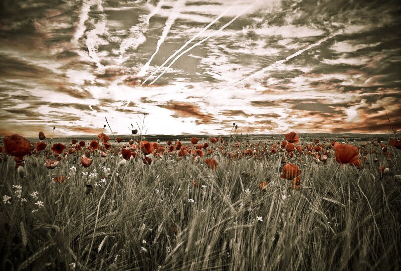 Poppy field under dramatic sky