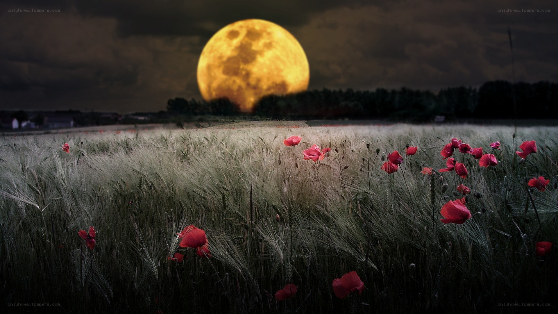 Poppy field under full moon