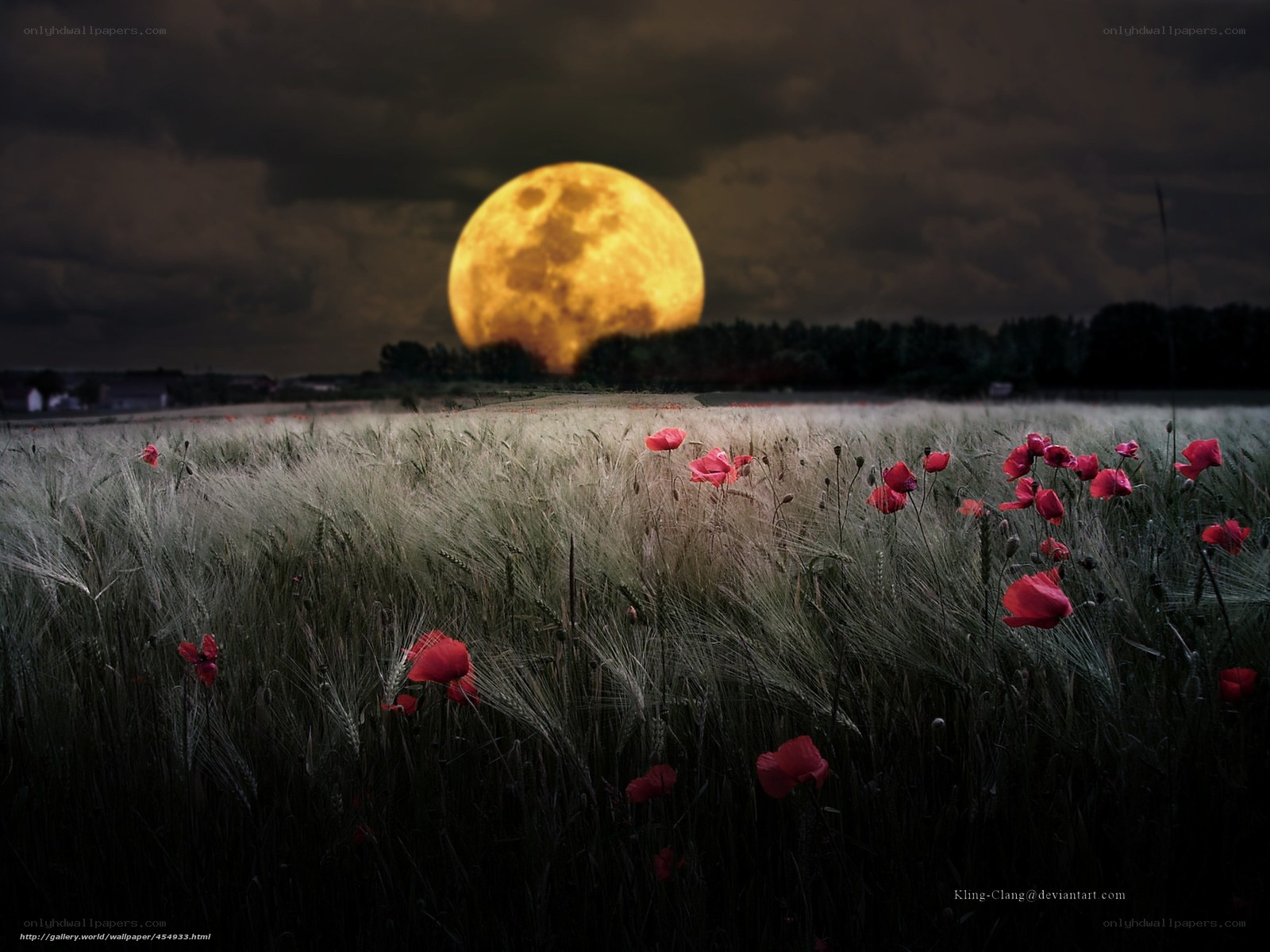 Poppy field under full moon