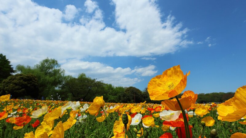 Poppy Field under Sky
