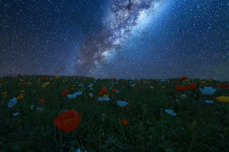 Poppy Field under Stars