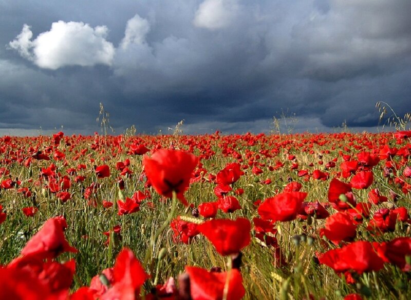 Poppy field under stormy sky
