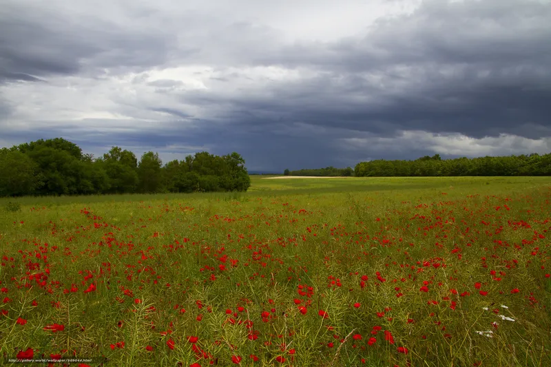 Poppy field under stormy sky