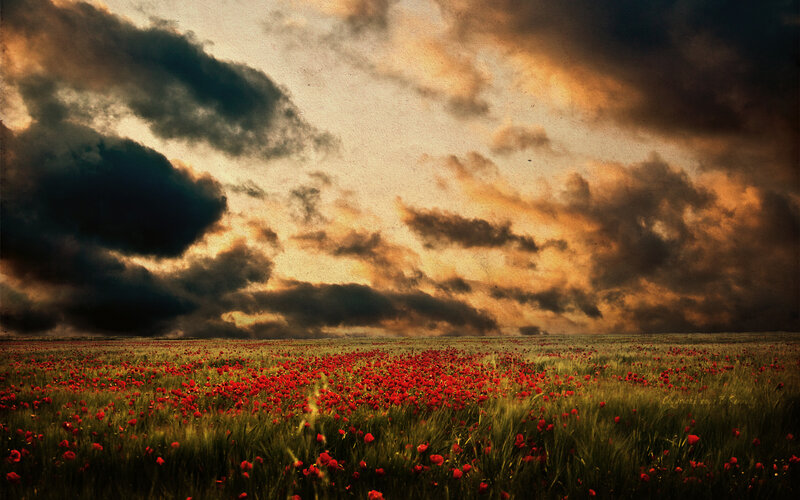 Poppy field under stormy sky