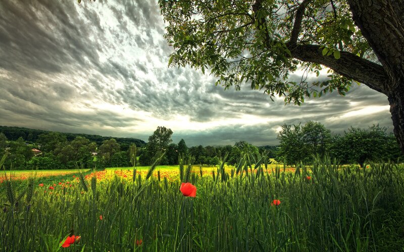 Poppy Field under Stormy Sky — Green, Dramatic, Afternoon, Photograph, Tree, Clouds, Hills