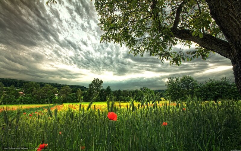 Poppy Field under Stormy Sky — Green, Dramatic, Afternoon