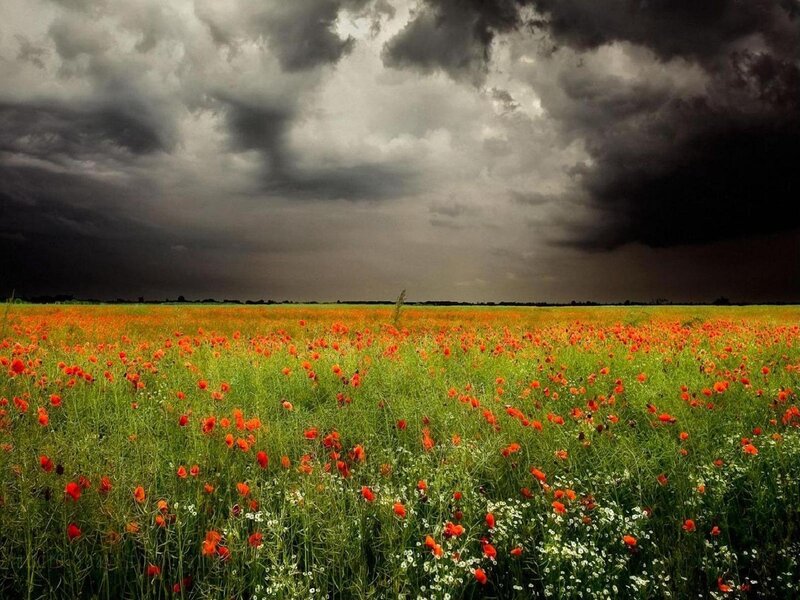 Poppy Field under Stormy Sky — Green, Dramatic