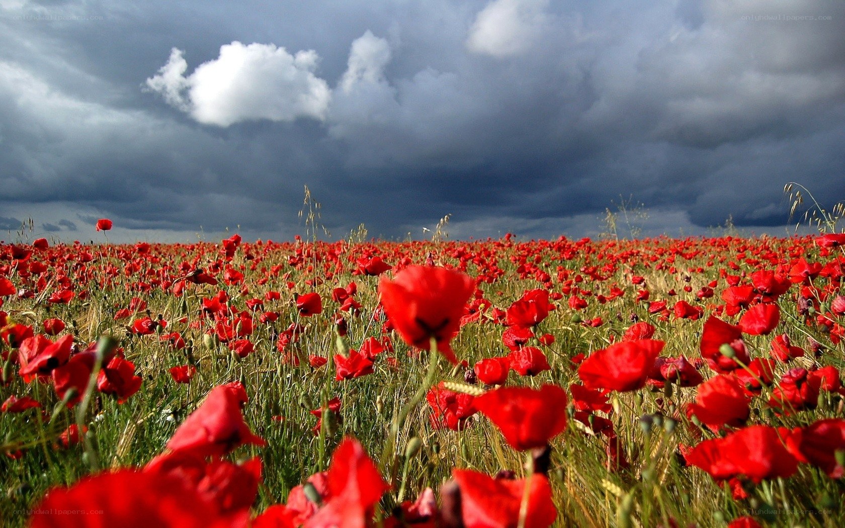 Poppy field under stormy sky