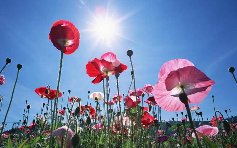 Poppy field under sunny sky