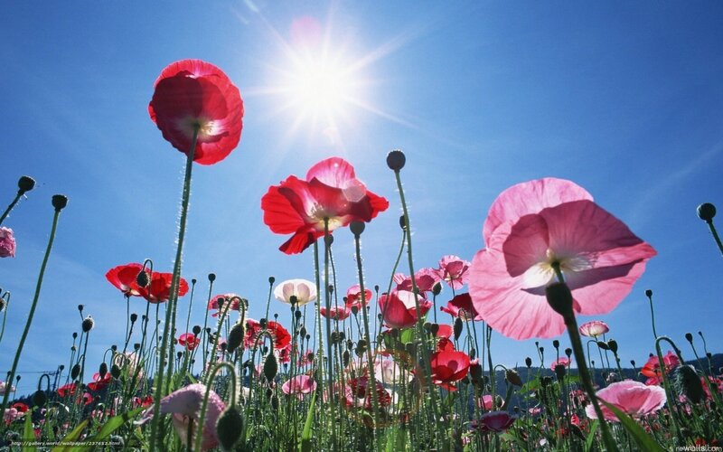 Poppy field under sunny sky