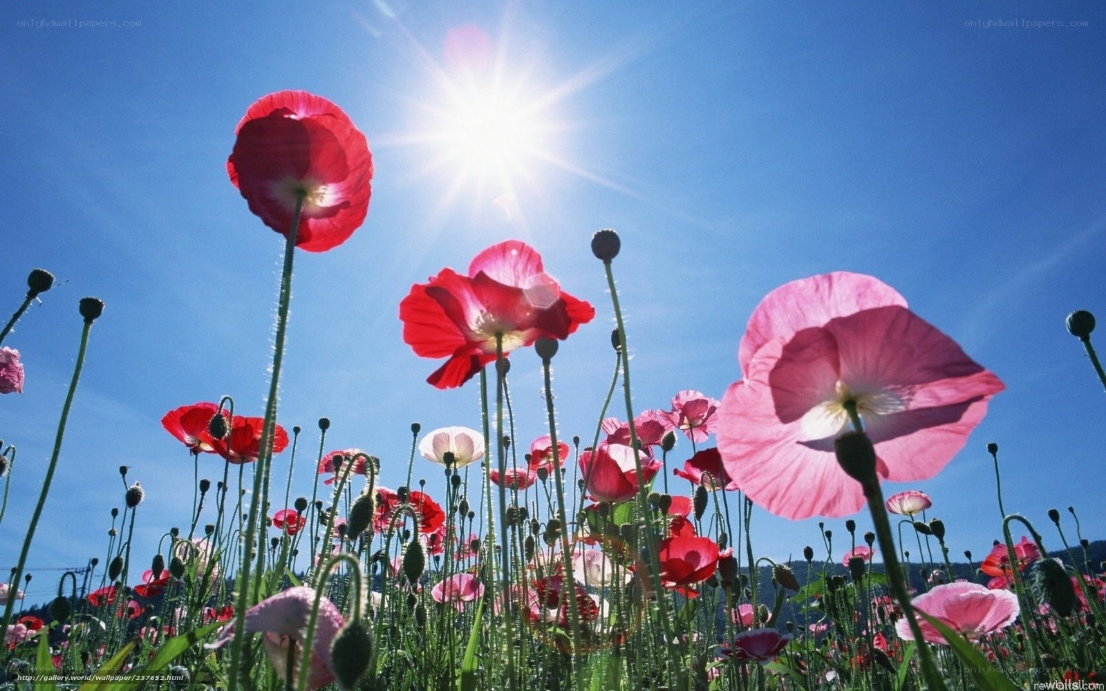Poppy field under sunny sky