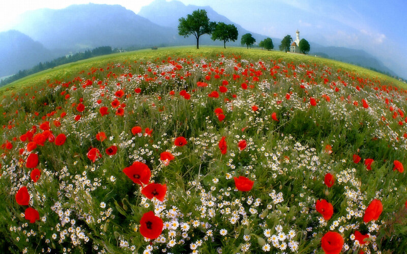 Poppy Field with Church — Red