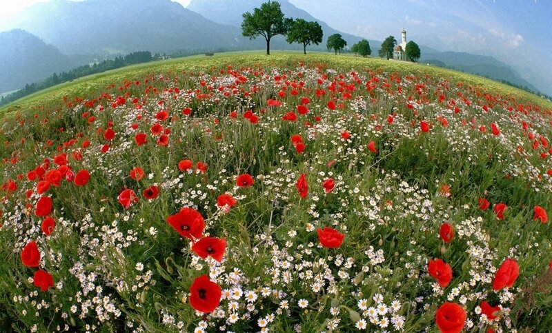 Poppy Field with Church
