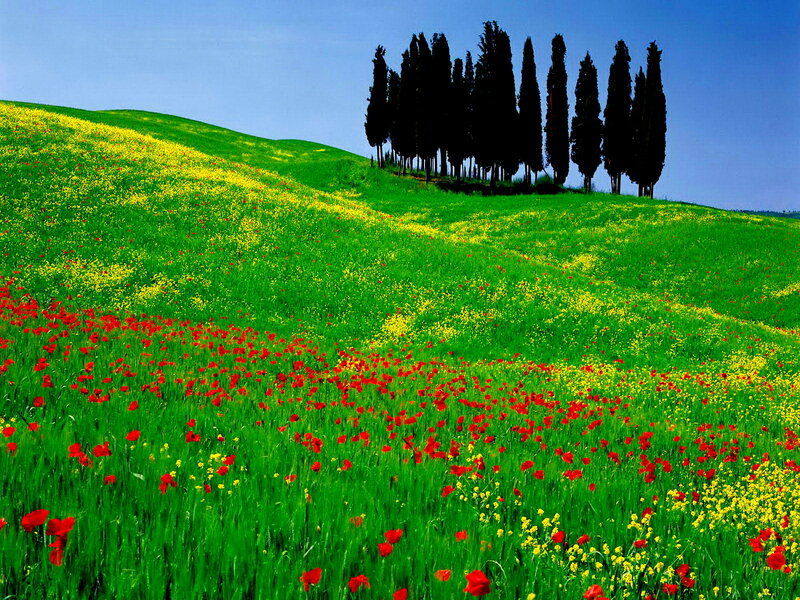 Poppy Field with Cypress Trees