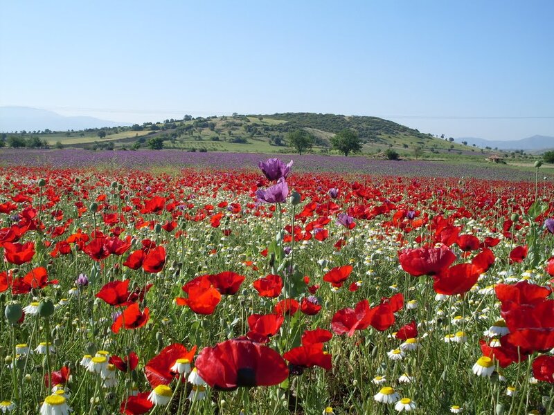 Poppy Field with Daisies