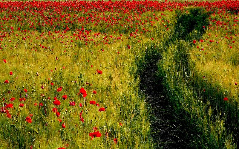 Poppy field with dirt path