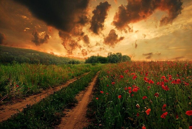 Poppy Field with Dirt Path — Red