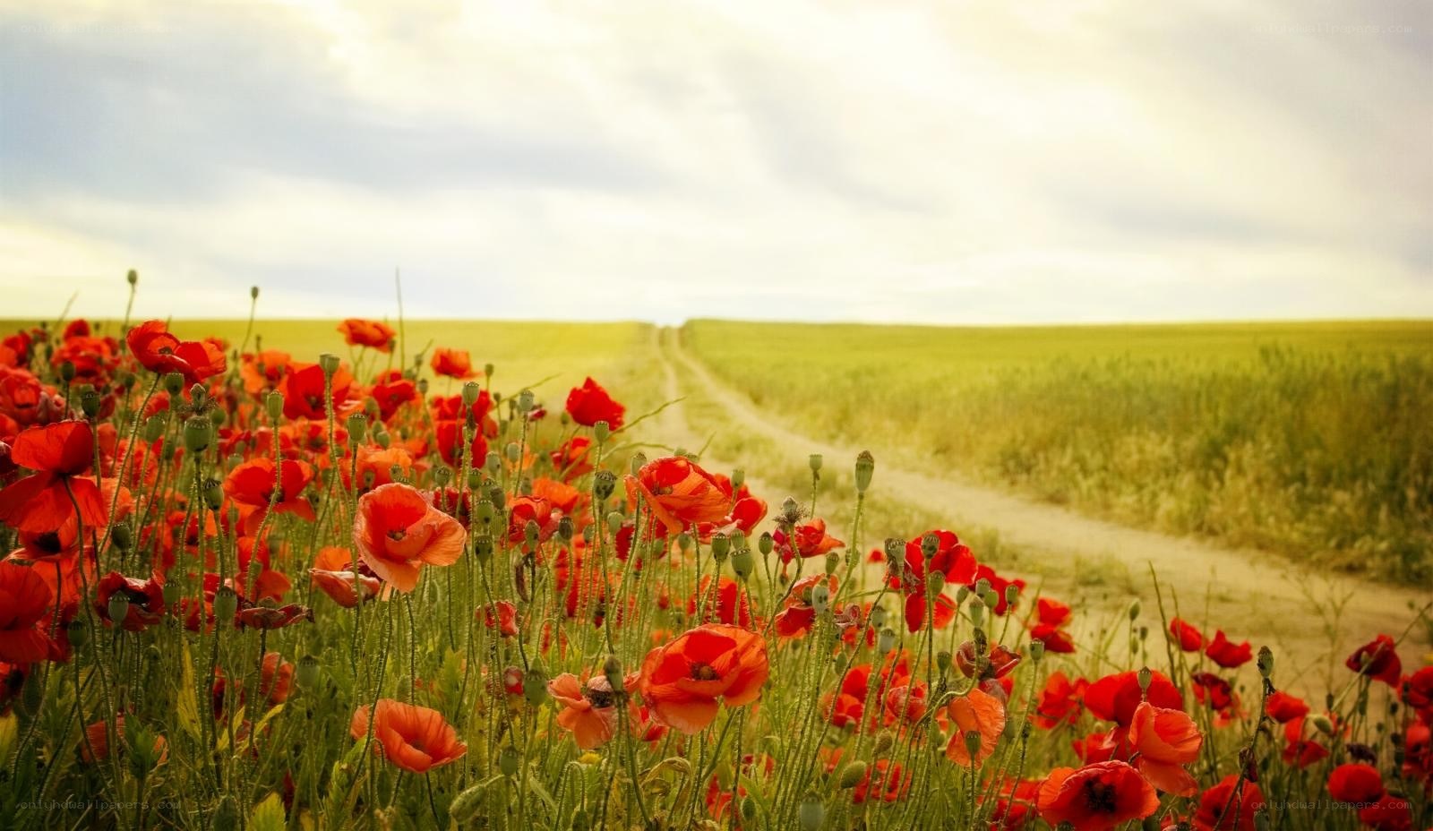 Poppy field with dirt path