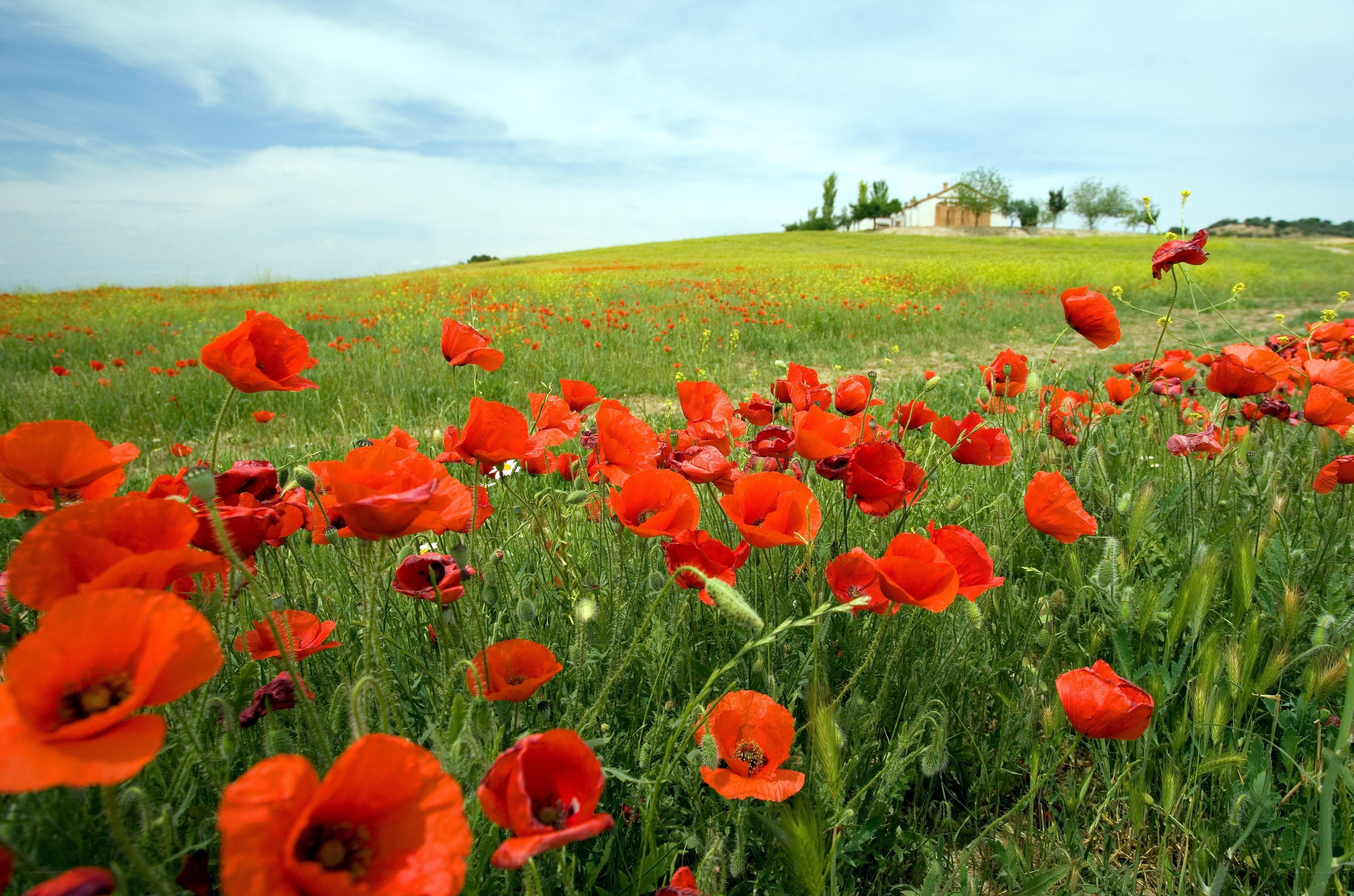 Poppy field with farmhouse