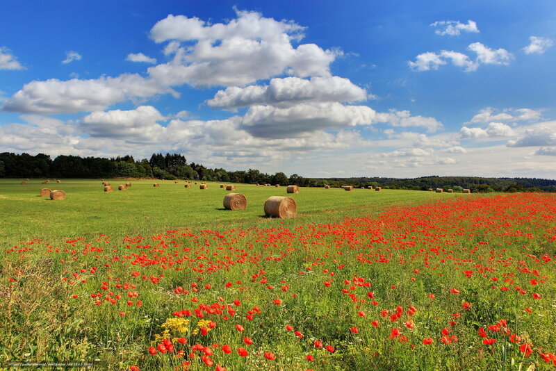 Poppy field with hay bales