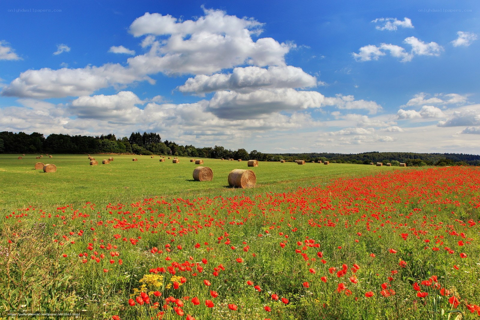 Poppy field with hay bales