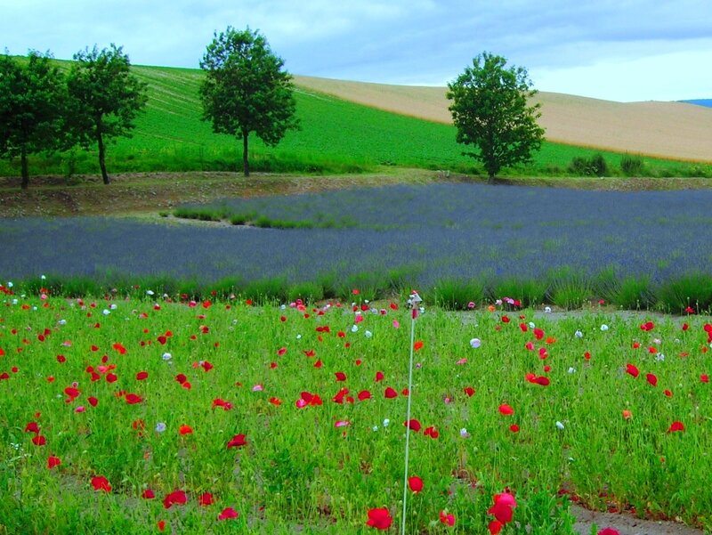 Poppy Field with Lavender