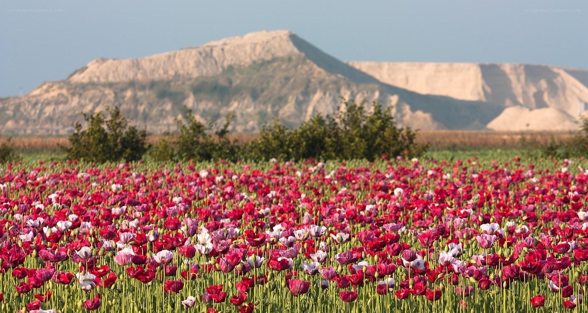 Poppy field with mountain backdrop