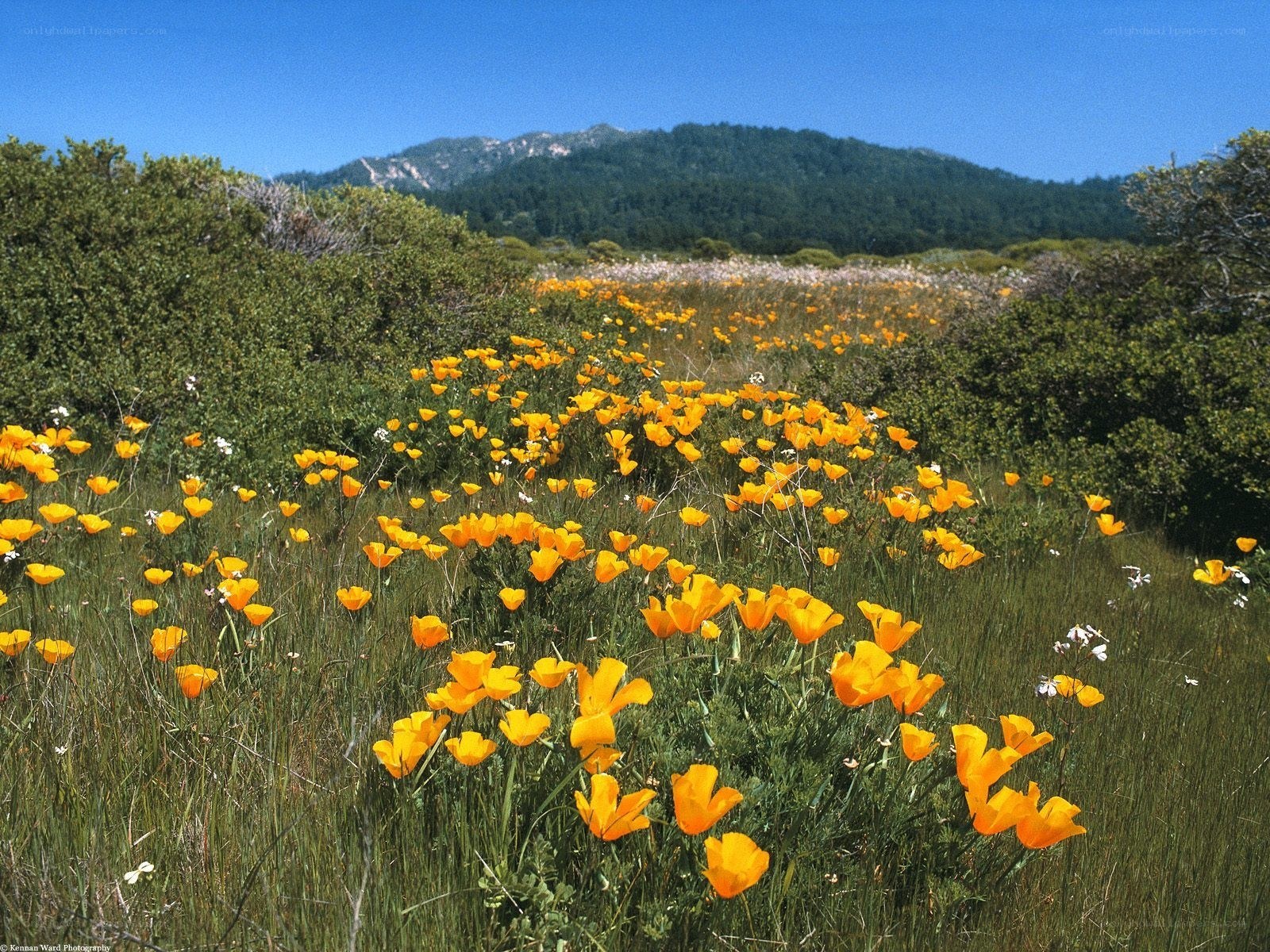 Poppy field with mountain view