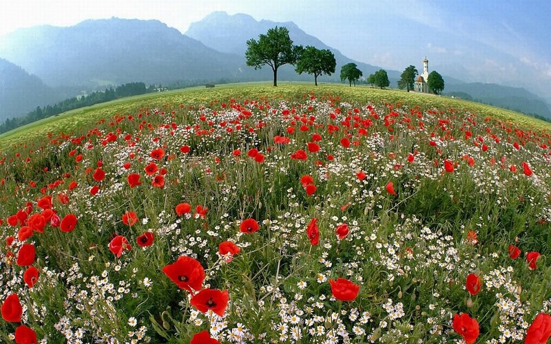 Poppy field with mountain view