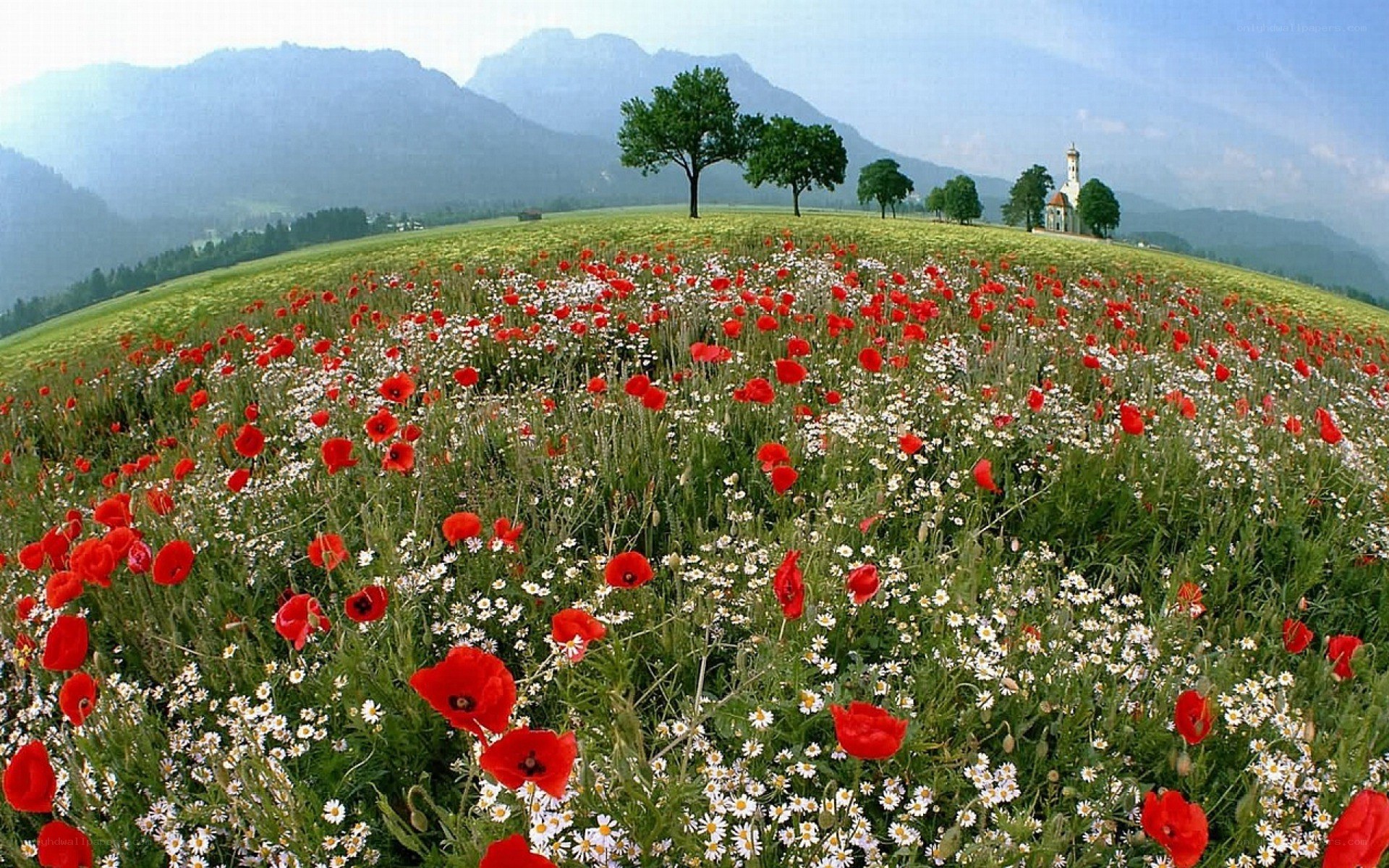 Poppy field with mountain view