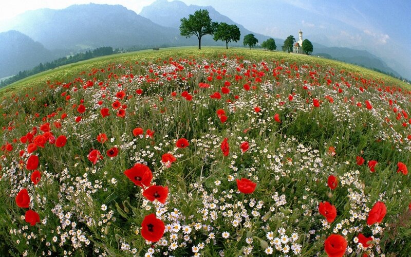 Poppy field with mountain view