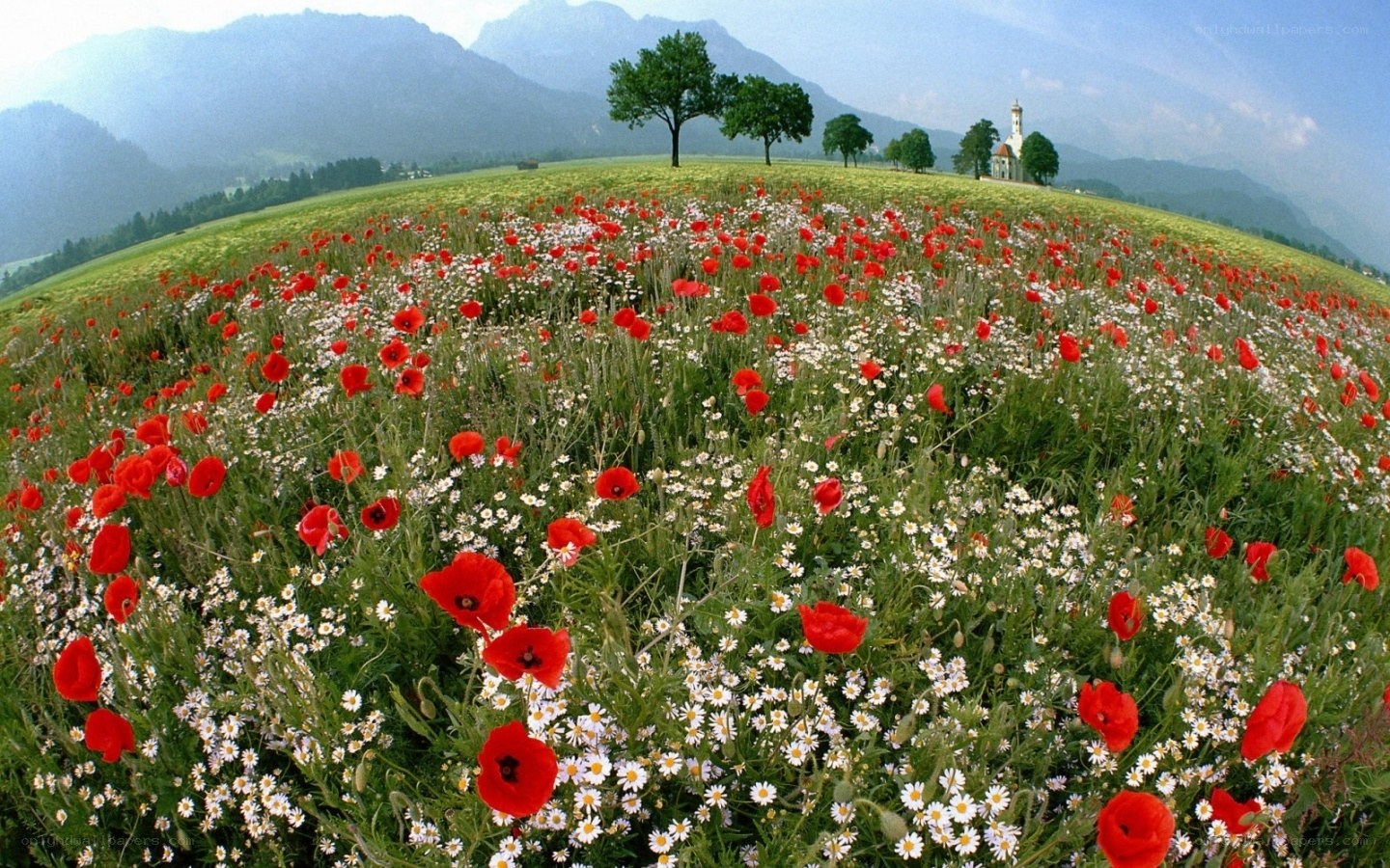 Poppy field with mountain view
