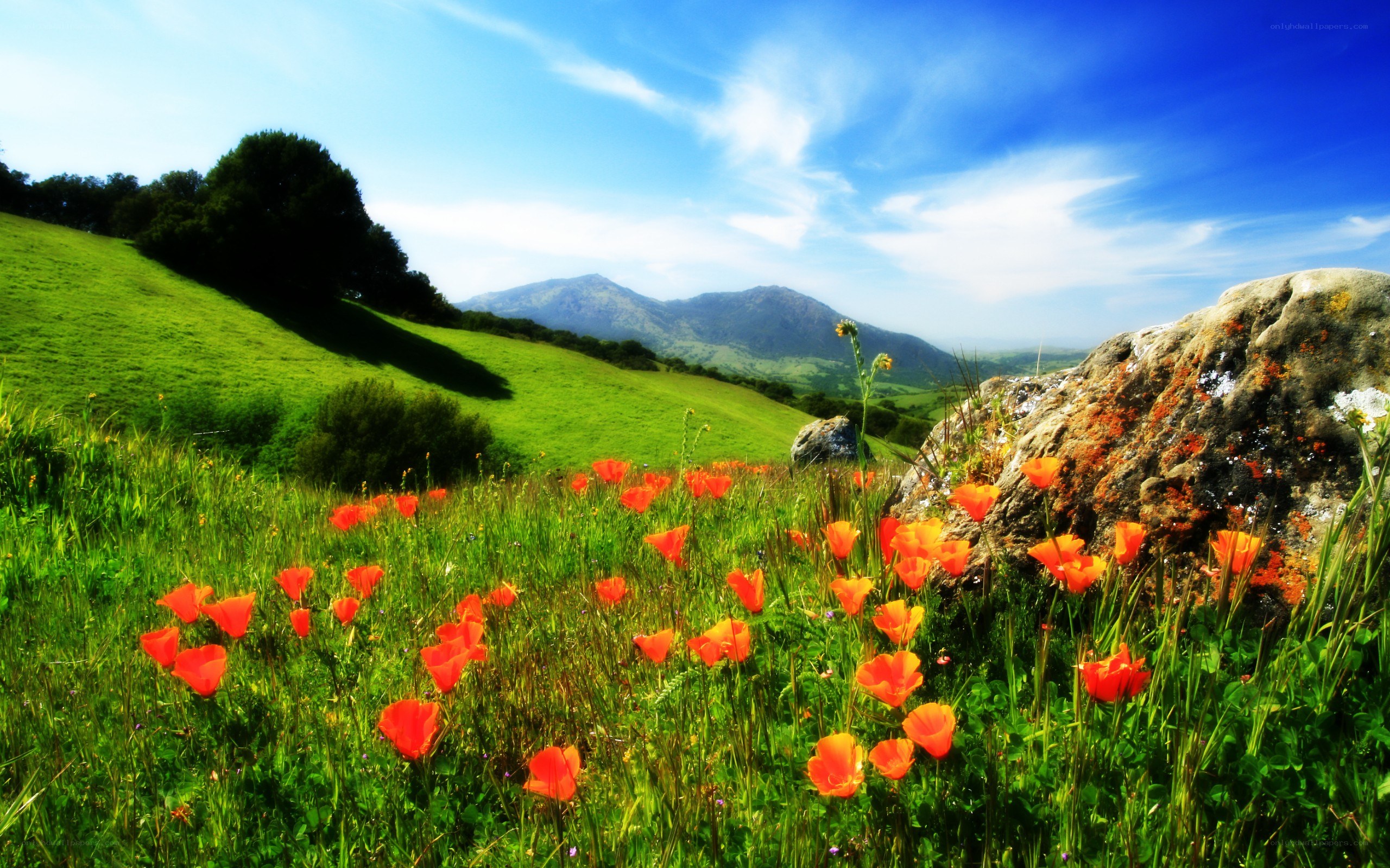 Poppy field with mountains