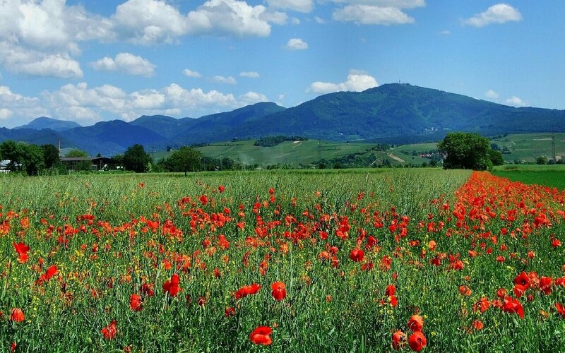 Poppy field with mountains