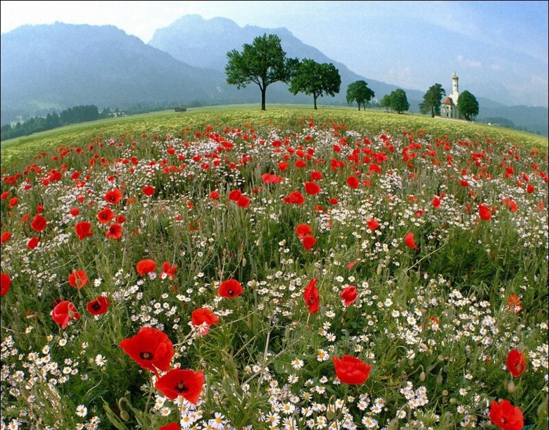 Poppy field with mountains
