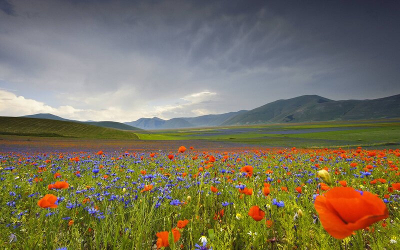 Poppy Field with Mountains — Red, Dramatic