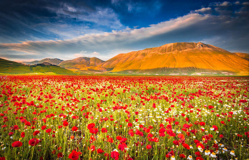 Poppy Field with Mountains — Red