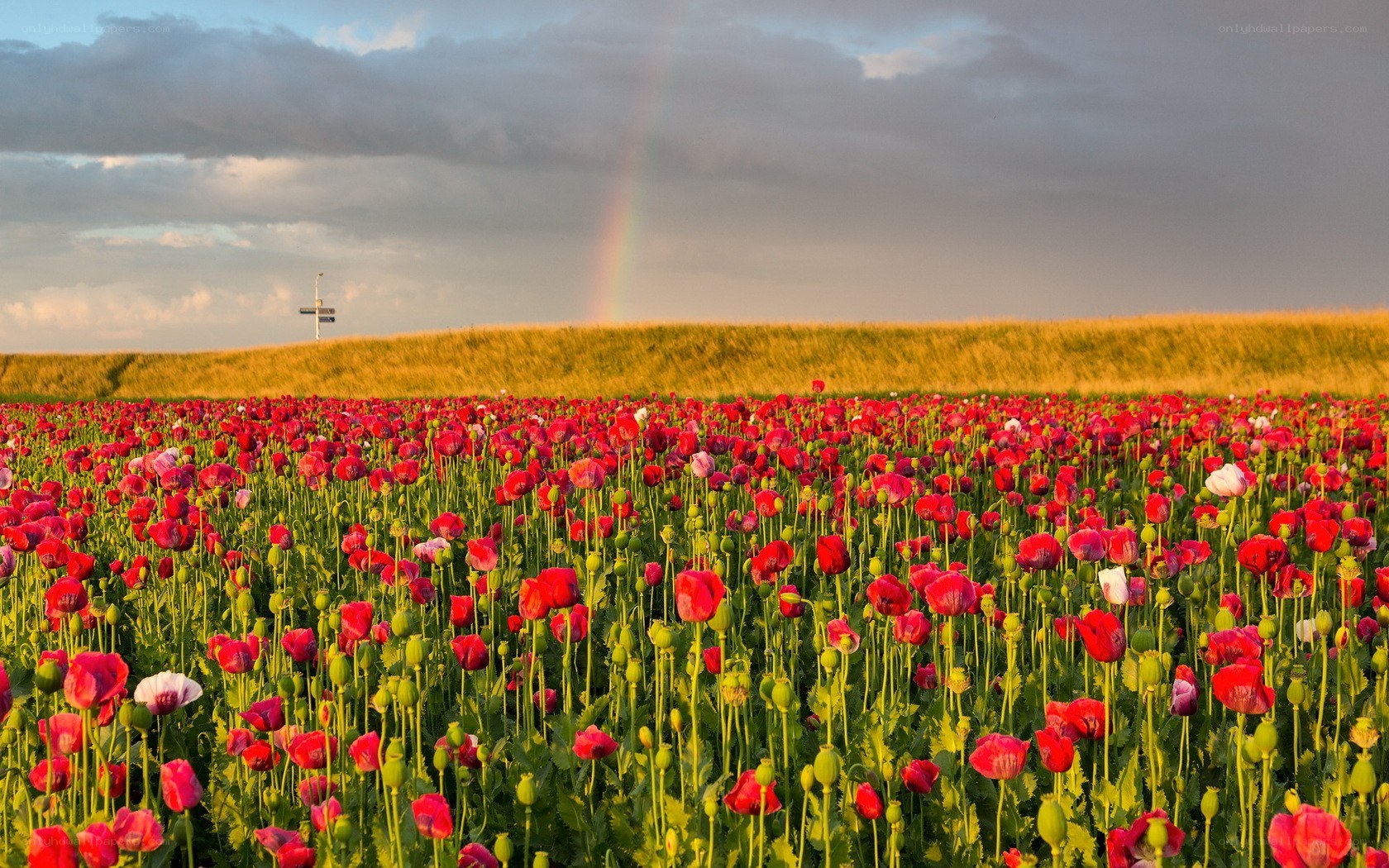 Poppy field with rainbow