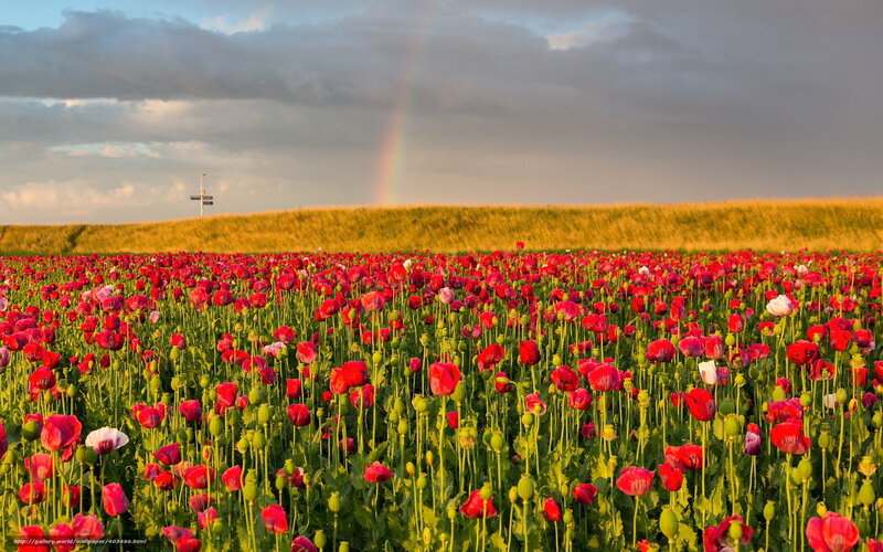 Poppy Field with Rainbow — Red