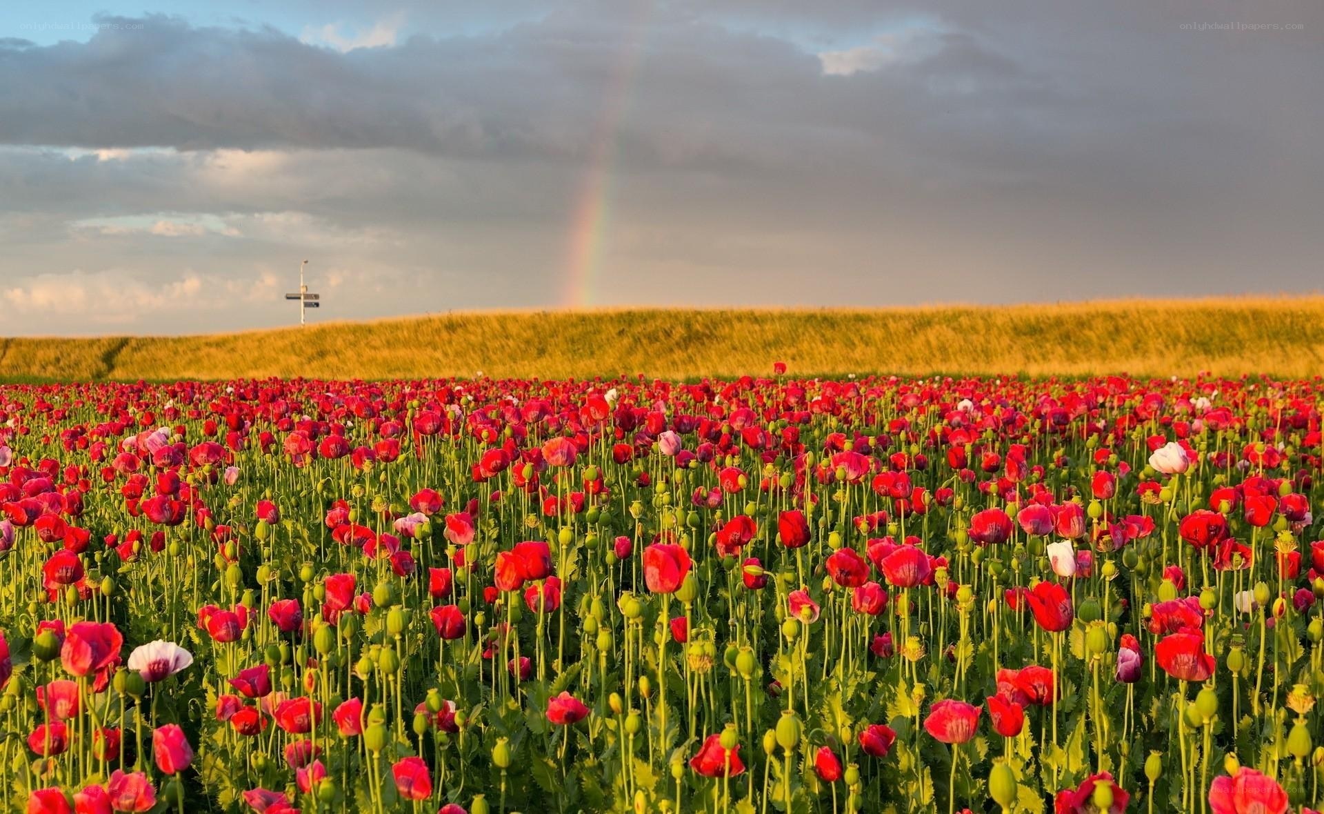 Poppy field with rainbow