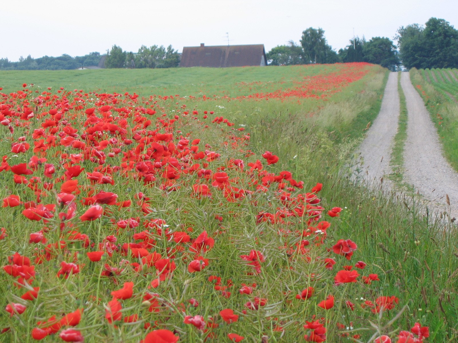 Poppy field with rural road