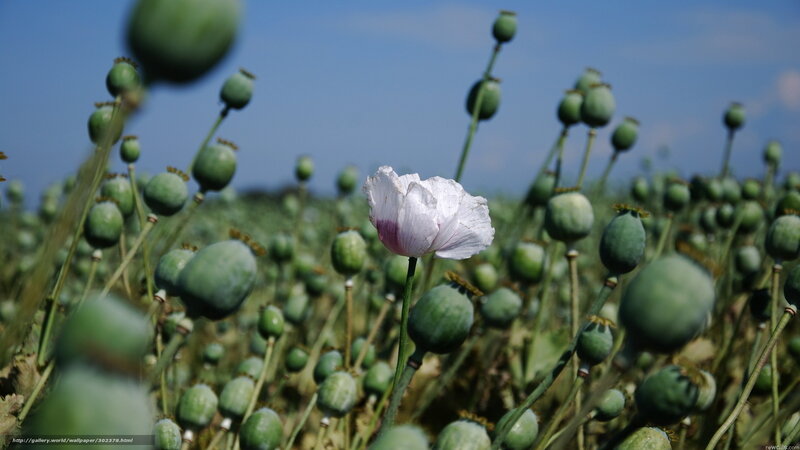 Poppy field with seed pods