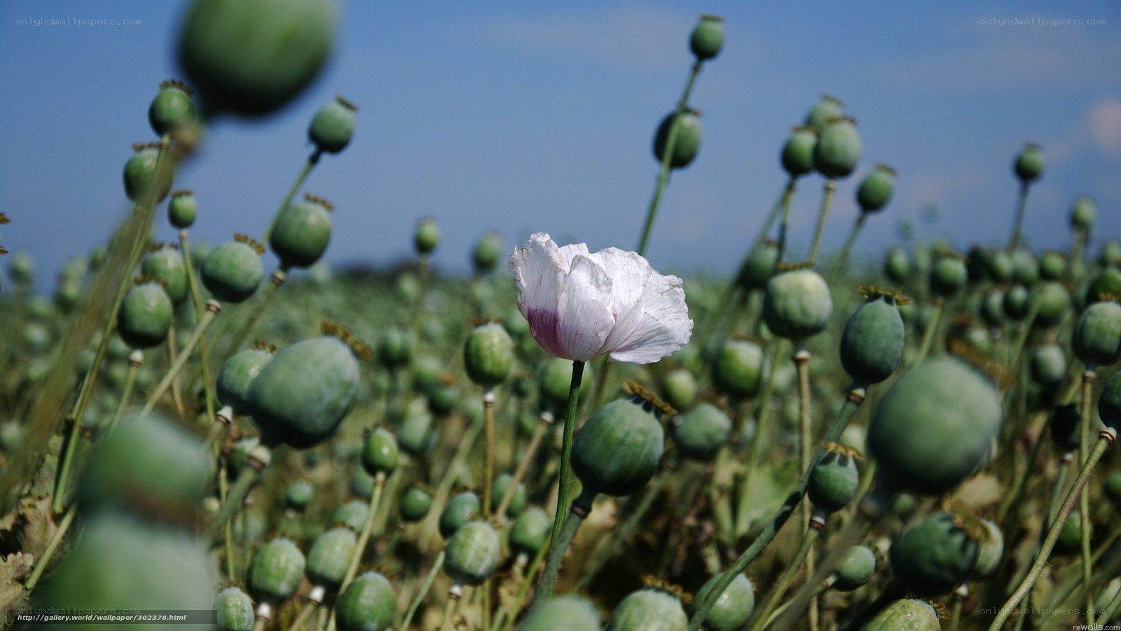 Poppy field with seed pods