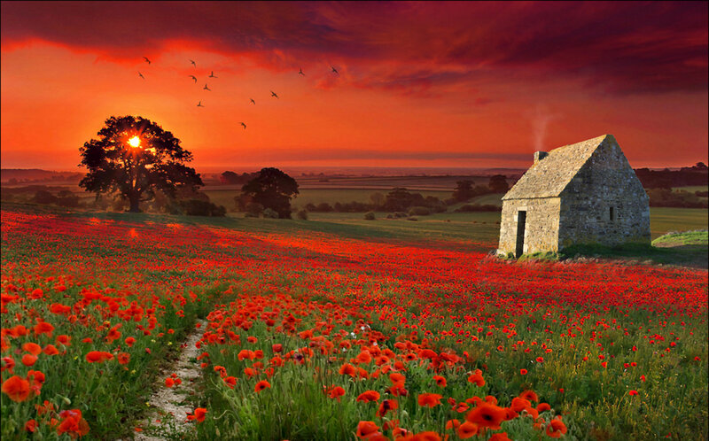 Poppy Field with Stone Hut