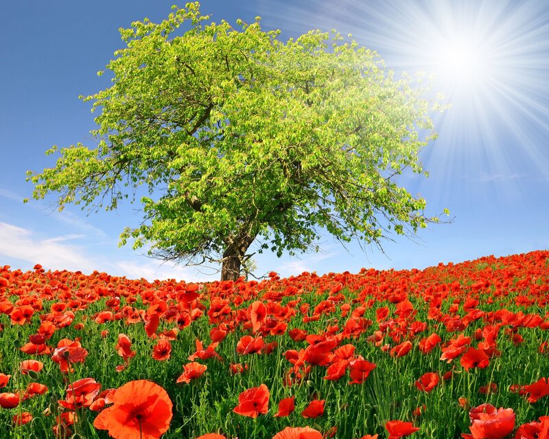 Poppy Field with Tree — Red, Serene, Afternoon