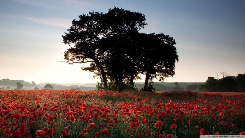 Poppy Field with Tree — Red, Serene, Sunrise